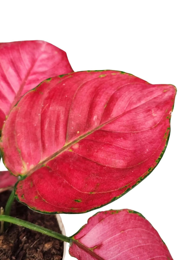 Dettaglio foglia Aglaonema Lucky Red con margine verde scuro