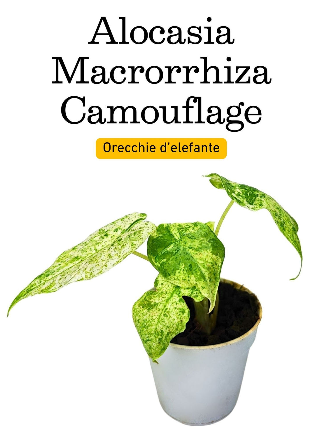 Pianta ornamentale in vaso bianco, con foglie verdi variegate di macchie bianche. Le foglie hanno una forma allungata e leggermente ondulata, con una texture che alterna zone di verde scuro a zone più chiare. La pianta è piantata in terriccio scuro e le foglie si estendono elegantemente al di fuori del vaso, creando un aspetto delicato e decorativo.