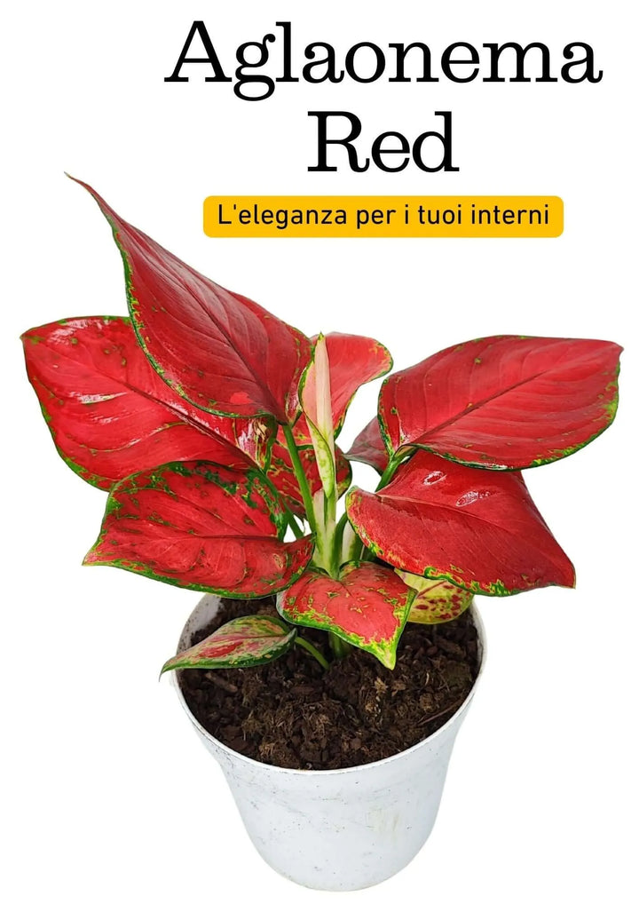 Dettaglio ravvicinato delle foglie rosse con bordi verdi dell’Aglaonema Super Red in vaso bianco.