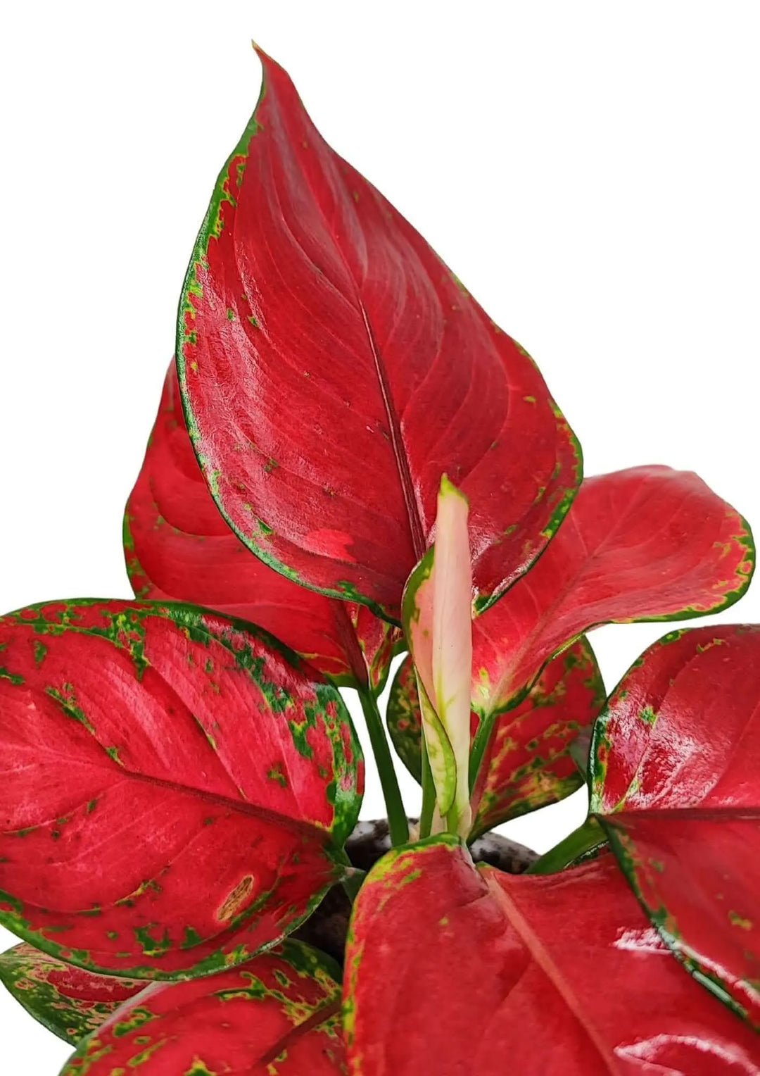 Pianta Aglaonema Super Red con foglie lucide rosse e verdi, perfetta per arredamento da interno.