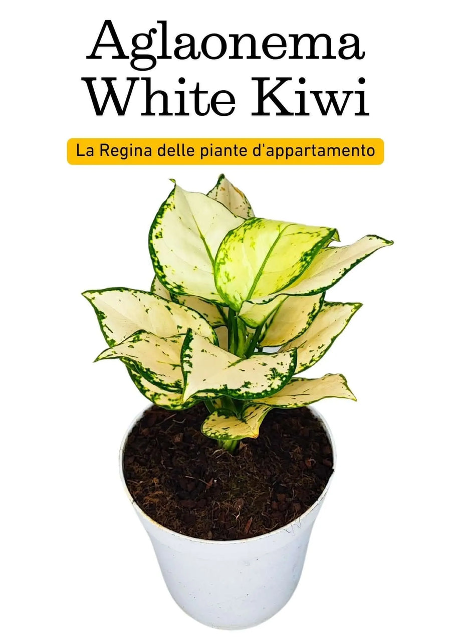Aglaonema 'White Kiwi' - Altezza Pianta 25 cm, Vaso Diametro 14 cm - i Giardini di Giulia