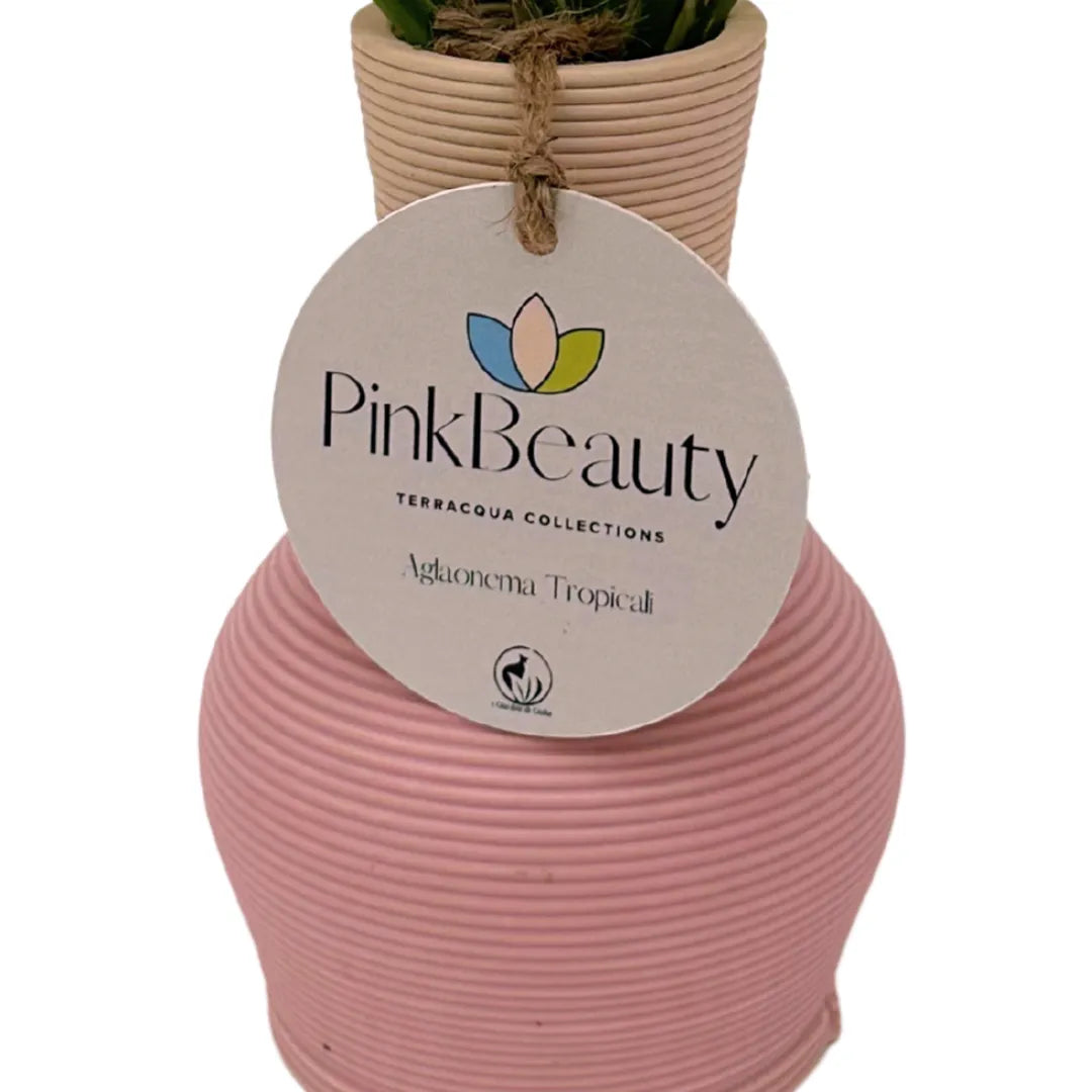 Pink Beauty – Aglaonema in Idrocultura con Vaso elegante in ceramica - i Giardini di Giulia  