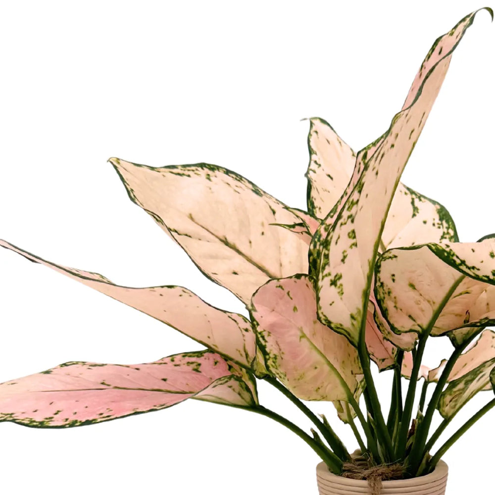 Pink Beauty – Aglaonema in Idrocultura con Vaso elegante in ceramica - i Giardini di Giulia  