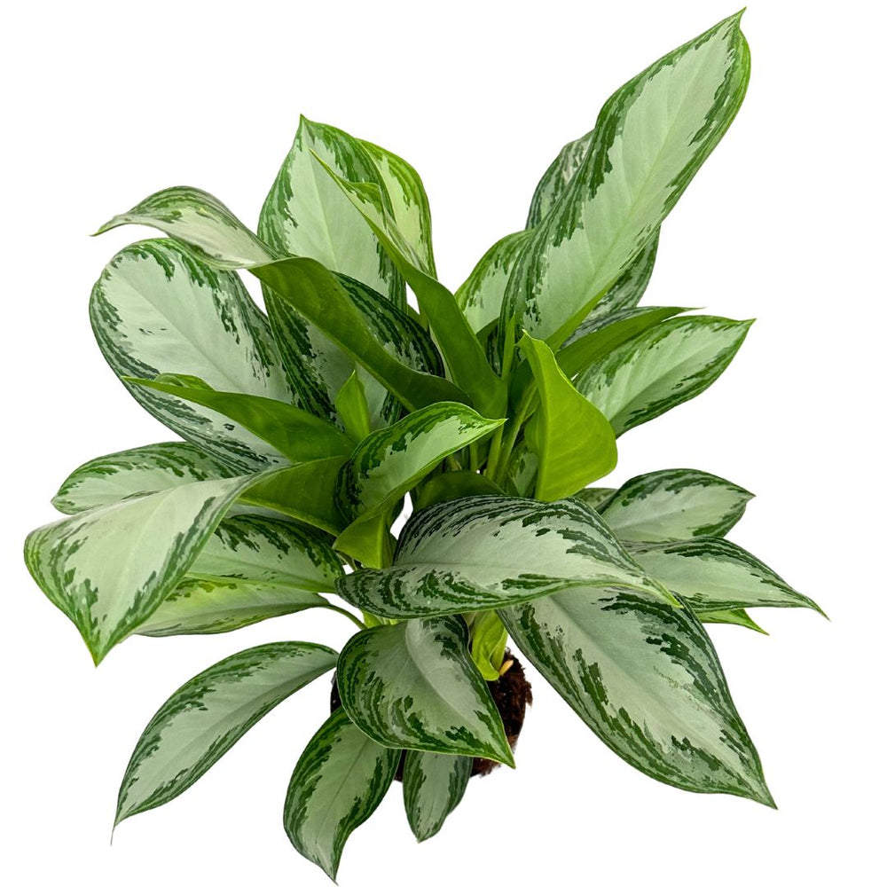 Aglaonema Silver Bay - i Giardini di Giulia