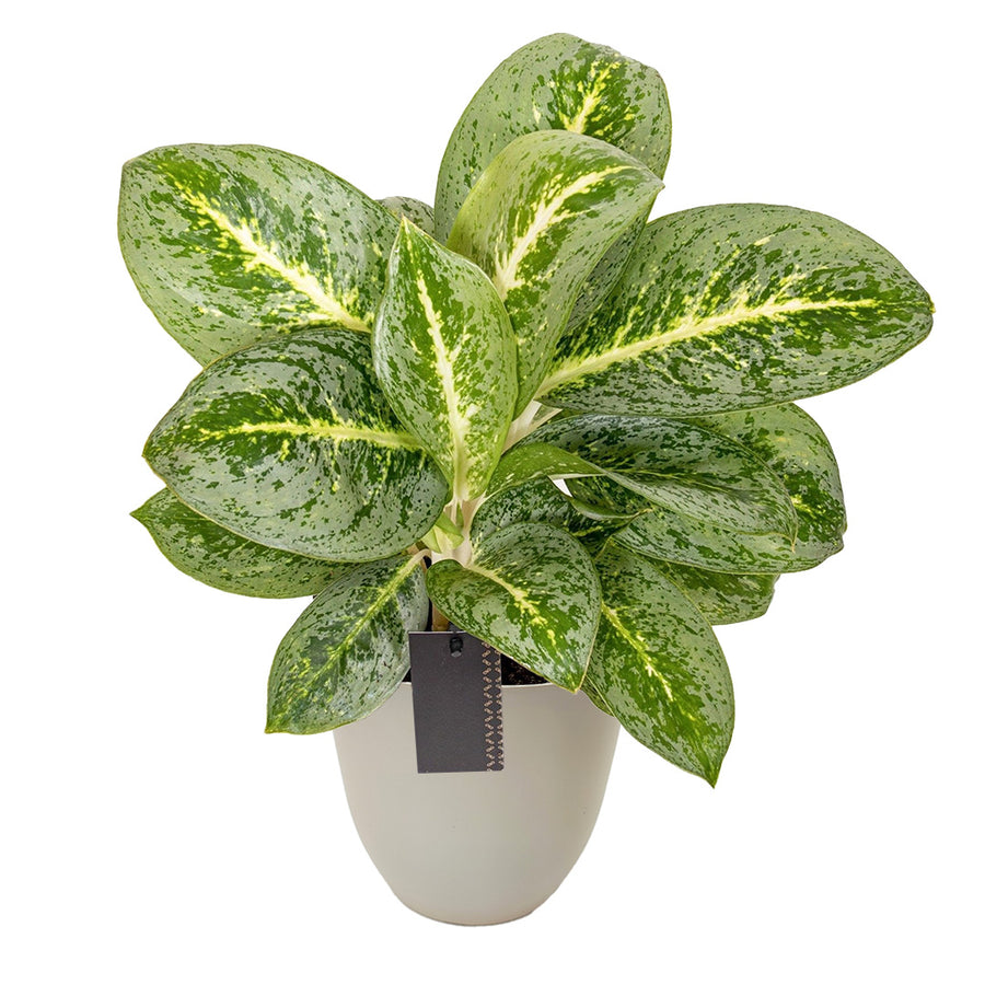 Aglaonema Lemon Mint con vaso beige in plastica riciclata Ø15 – Pianta decorativa da interno

