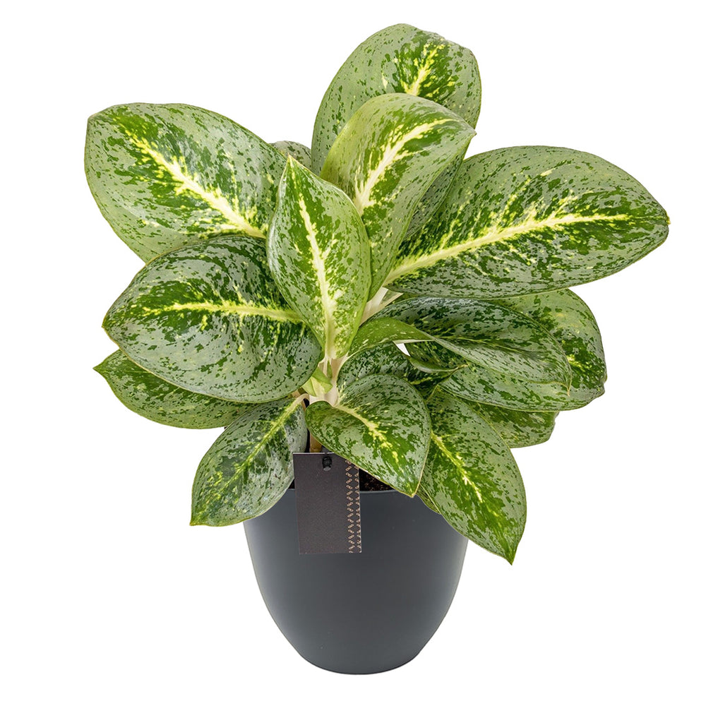 Aglaonema Lemon Mint con vaso antracite riciclato Ø15 – Pianta ornamentale variegata