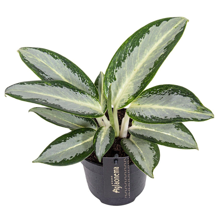 Aglaonema Silver Blue in vaso da 12 cm con foglie decorative blu e argento.


