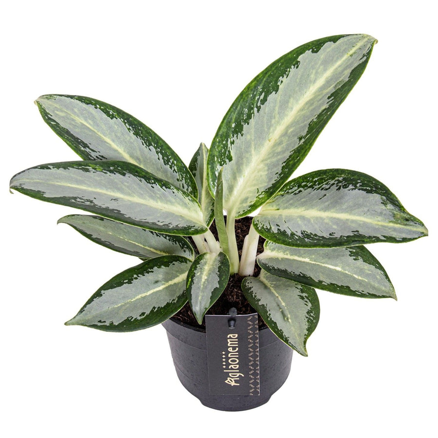 Aglaonema Silver Blue in vaso da 12 cm con foglie decorative blu e argento.

