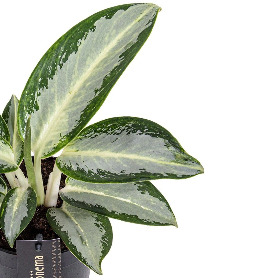 Primo piano delle foglie variegate blu-verdi dell'Aglaonema Silver Blue.

