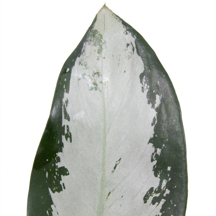 Foglia singola dell'Aglaonema Silver Blue con variegatura argentea centrale.

