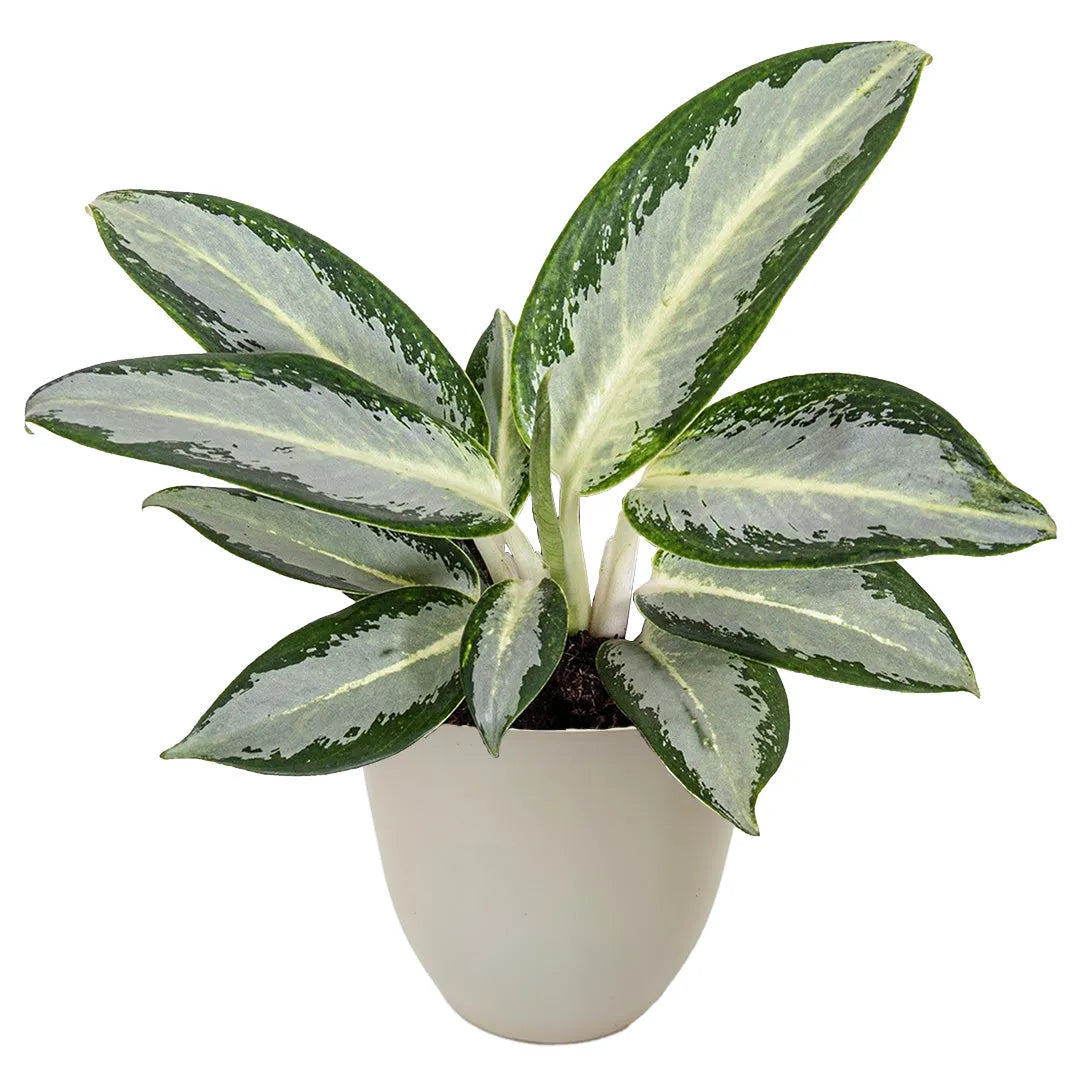Aglaonema Silver Blue in vaso beige riciclato da 13 cm – pianta tropicale compatta e decorativa