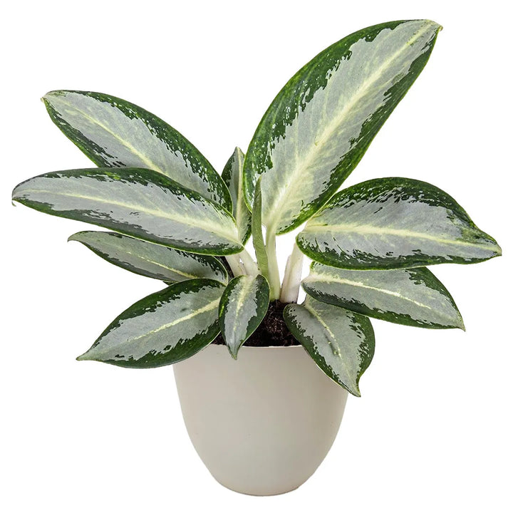 Aglaonema Silver Blue in vaso beige riciclato da 13 cm – pianta tropicale compatta e decorativa