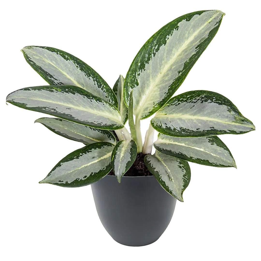 Aglaonema Silver Blue in vaso antracite riciclato da 13 cm – pianta da interno elegante e compatta