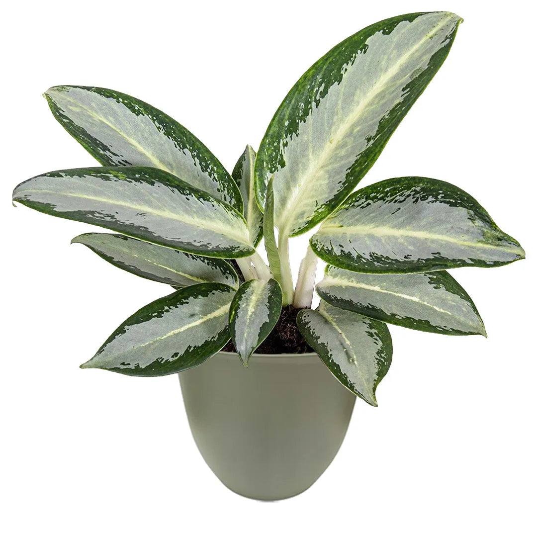 Aglaonema Silver Blue in vaso  verde rosamarino riciclato da 13 cm – pianta da interno elegante e compatta