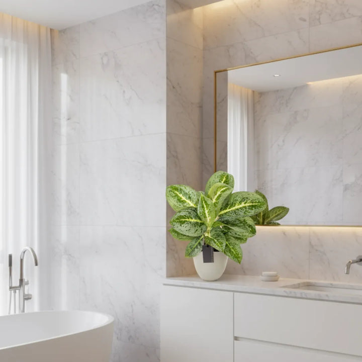 Aglaonema Lemon Mint - i Giardini di Giulia 