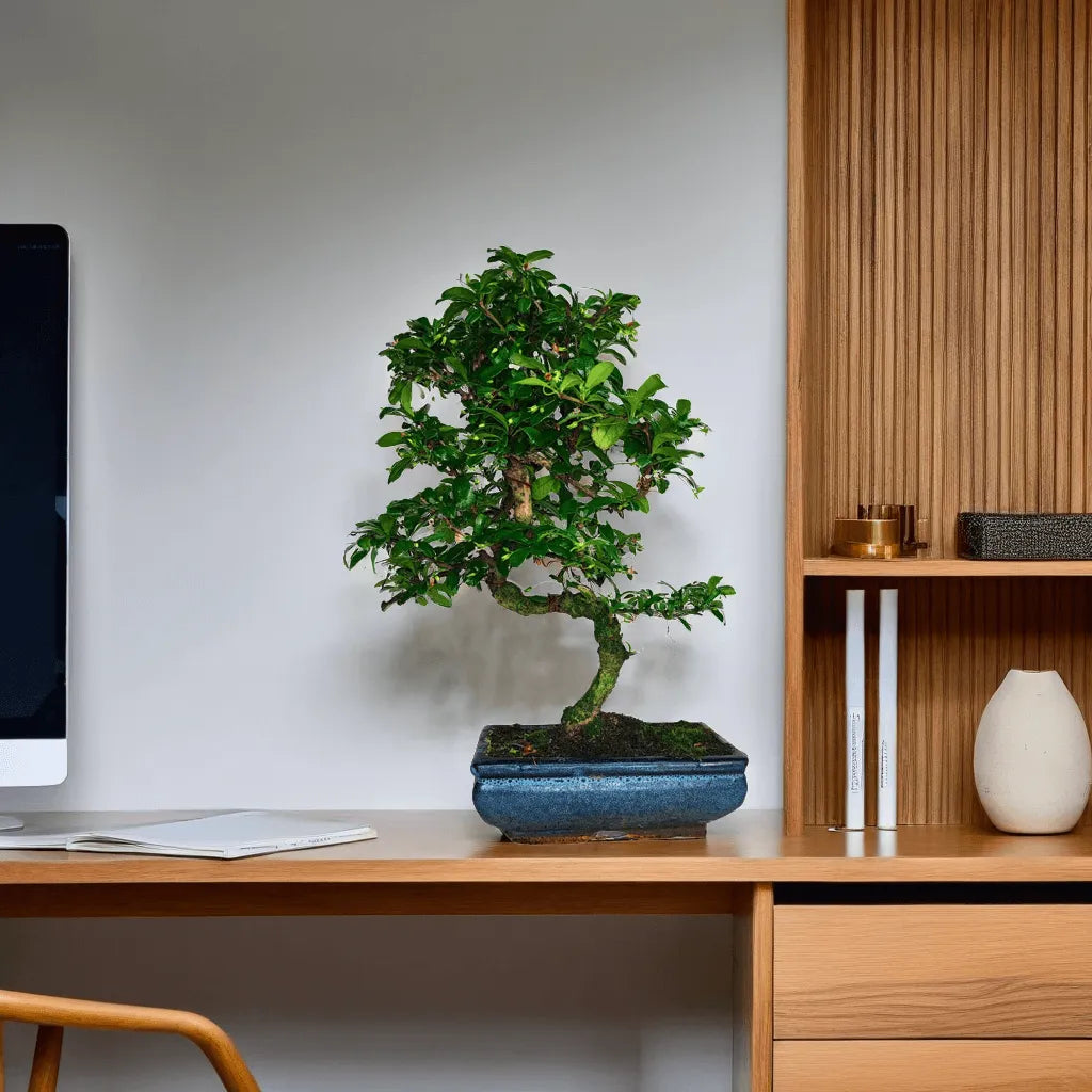 Bonsai Carmona S-Shape da 40 cm su scrivania – Pianta elegante per interni, perfetta per arredare uffici, soggiorni e ambienti di design contemporaneo
