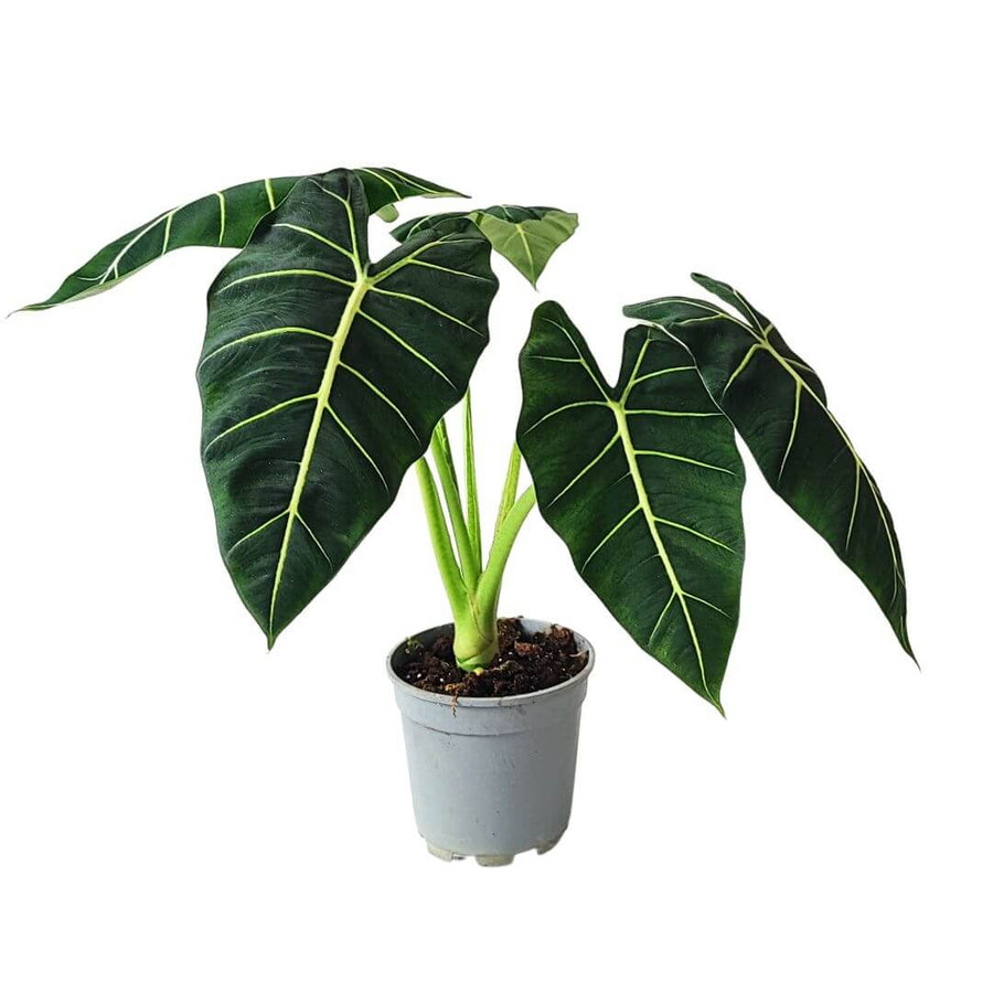 Alocasia Frydek vaso 17 cm - i Giardini di Giulia