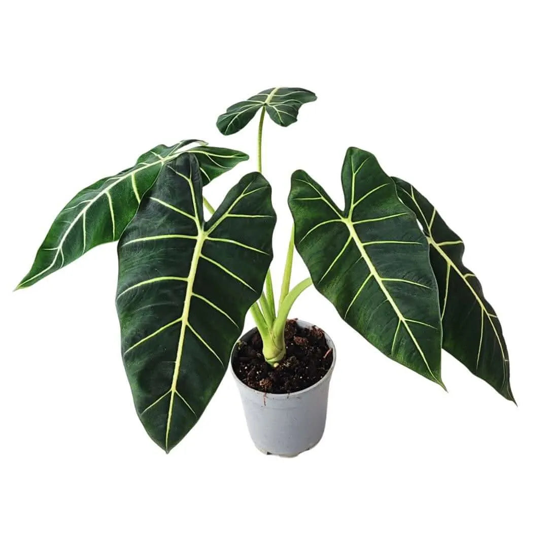 Vista dall’alto dell’Alocasia Frydek con fogliame decorativo

