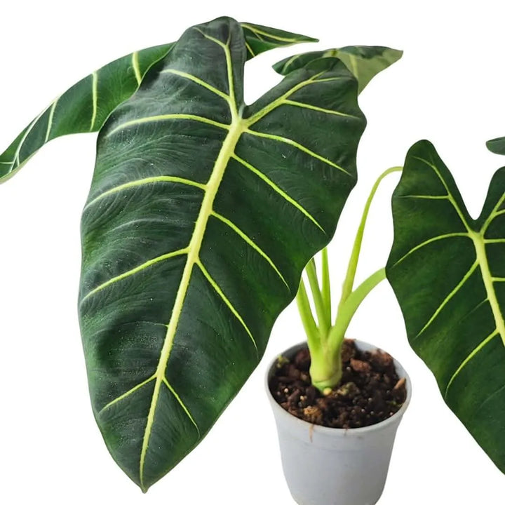 Dettaglio foglia Alocasia Frydek con venature chiare


