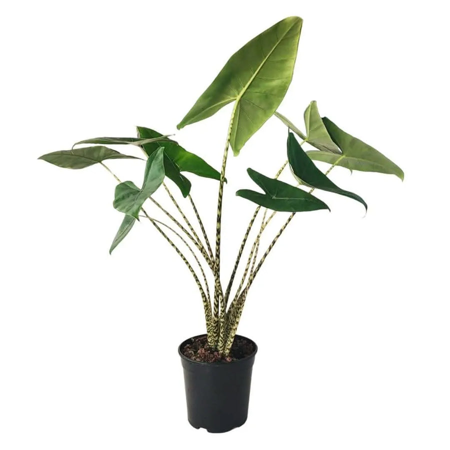 Alocasia Zebrina intera in vaso da 21 cm vista frontale

