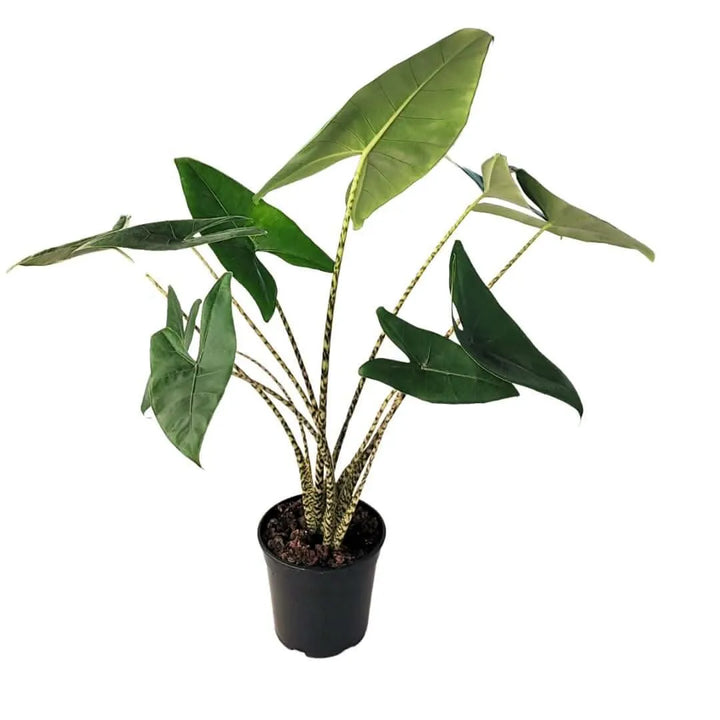 Dettaglio delle foglie verdi dell’Alocasia Zebrina

