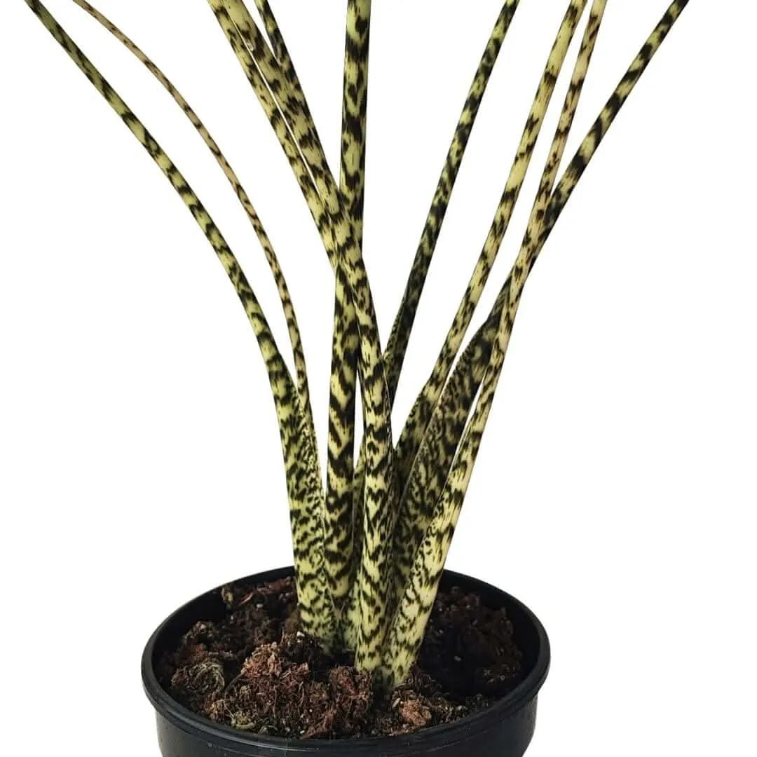 Primo piano degli steli zebrati dell’Alocasia Zebrina

