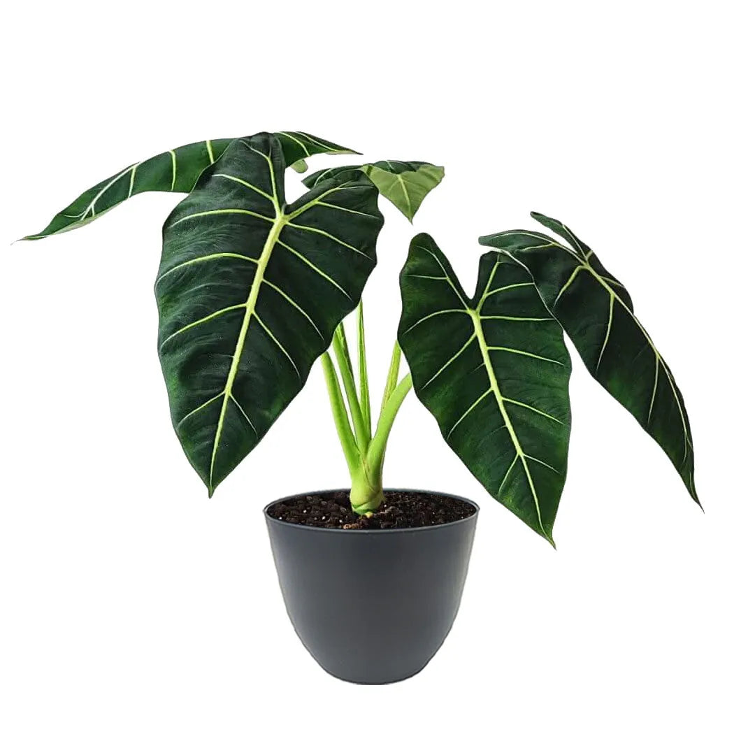 Alocasia Frydek in vaso antracite – ideale per arredamento moderno