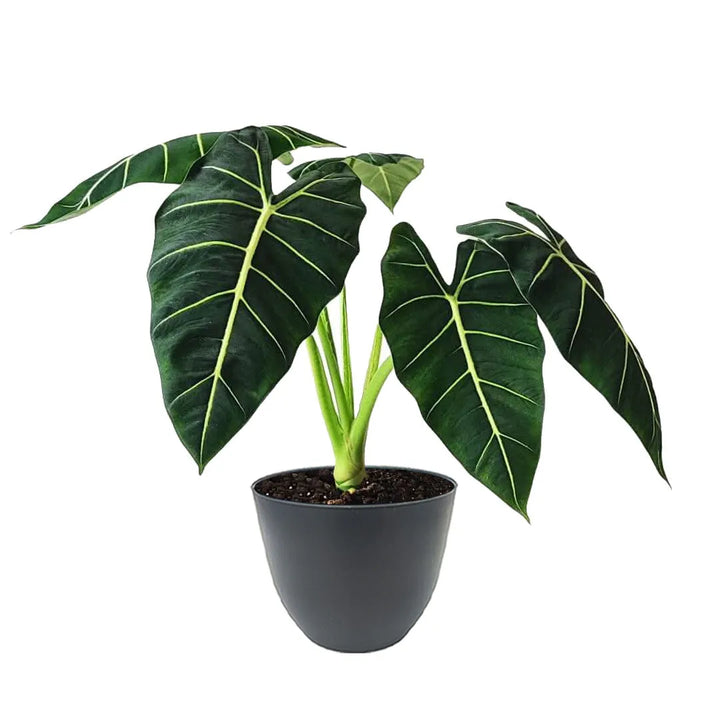 Alocasia Frydek in vaso antracite – ideale per arredamento moderno