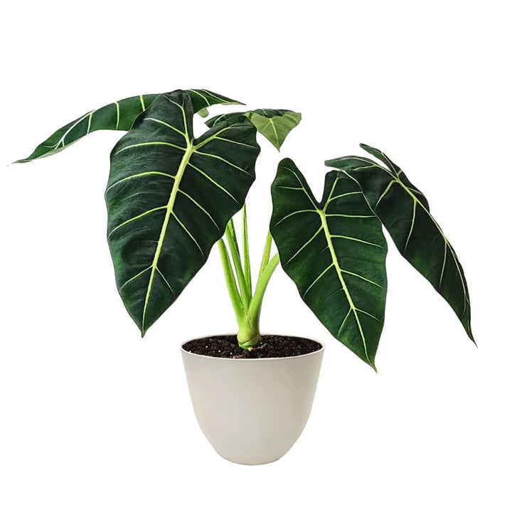 Alocasia Frydek in vaso avorio – pianta ornamentale da interno