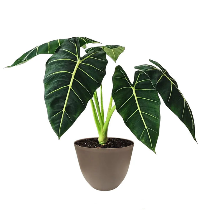 Alocasia Frydek in vaso tortora – pianta tropicale foglie vellutate verdi