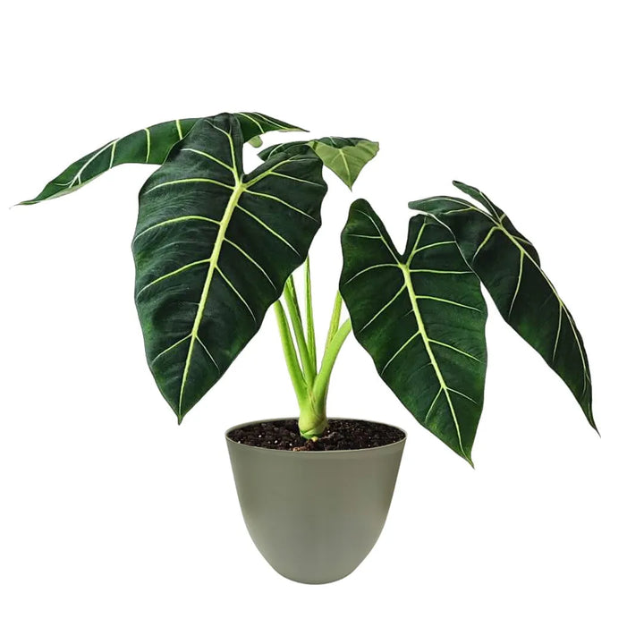 Alocasia Frydek in vaso verde salvia – foglie vellutate con venature bianche