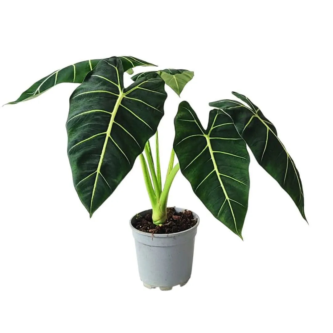 Alocasia Frydek senza vaso – Pianta tropicale h55 cm pronta da rinvasare