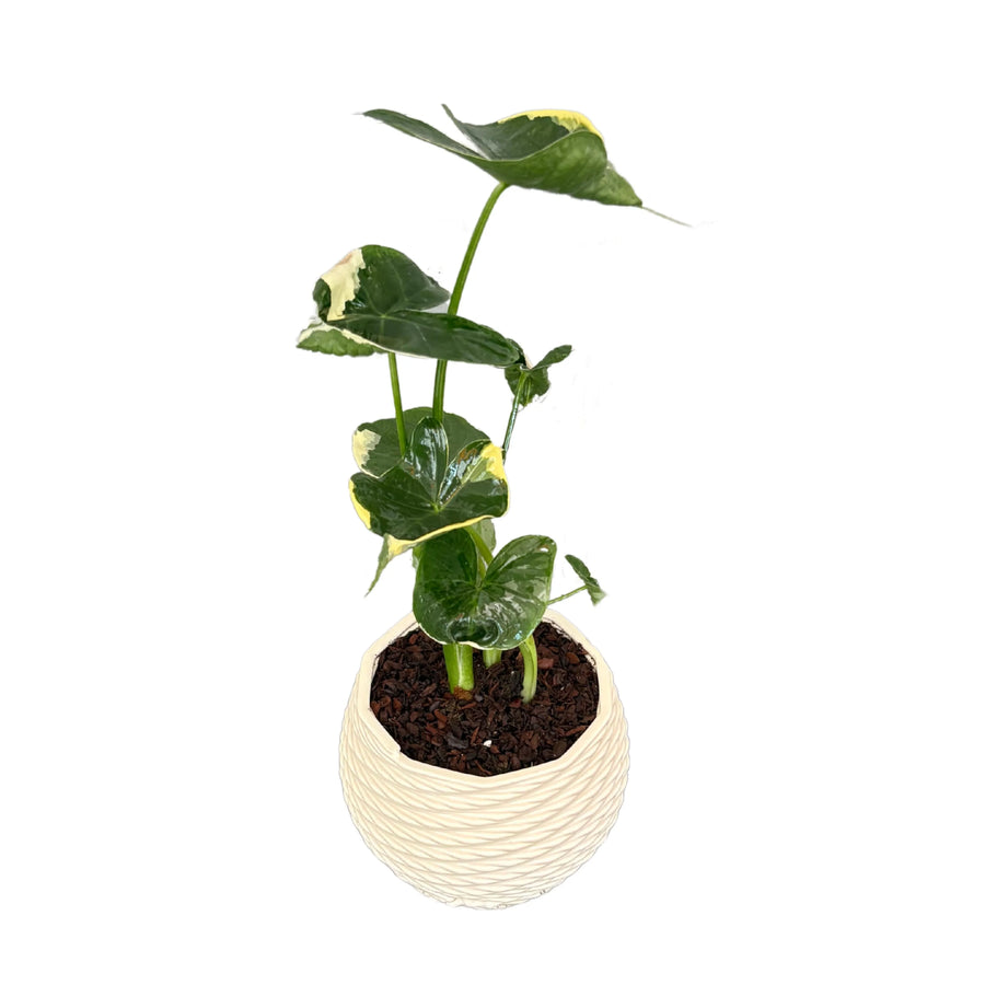 Alocasia Mickey Mouse in vaso Carina bianco, vista completa della pianta

