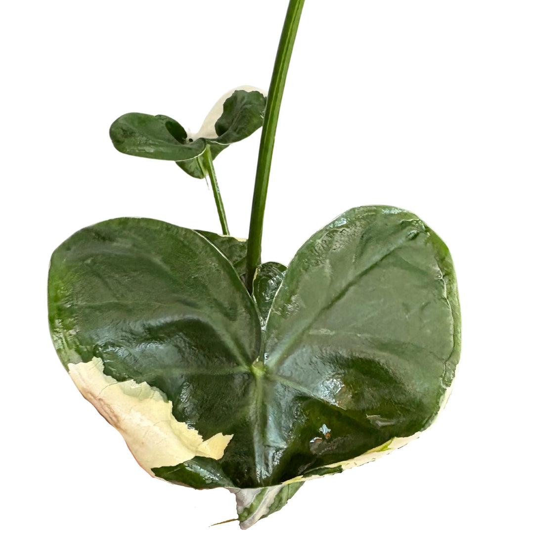 Dettaglio foglia variegata a cuore di Alocasia Mickey Mouse

