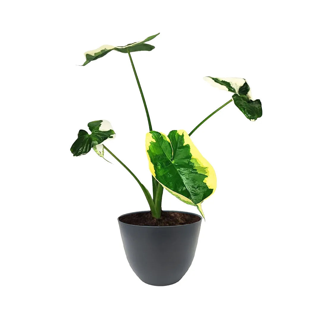 Alocasia Mickey Mouse in vaso antracite da 15 cm in plastica riciclata, foglie tropicali variegate perfette per arredare ambienti moderni con stile.