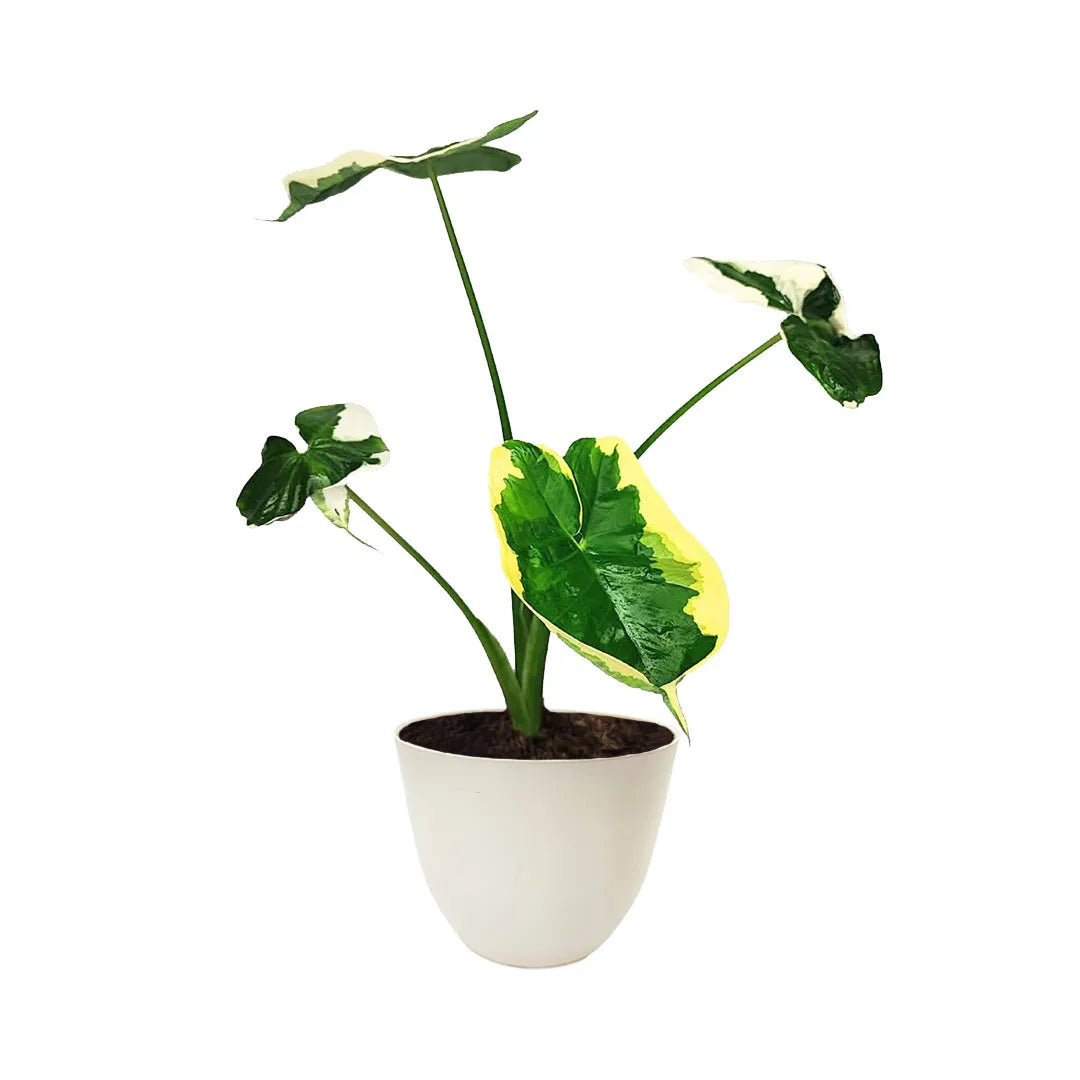 Alocasia Mickey Mouse in vaso bianco da 15 cm, con foglie variegate verdi, bianche e gialle, pianta ornamentale tropicale per interni luminosi.