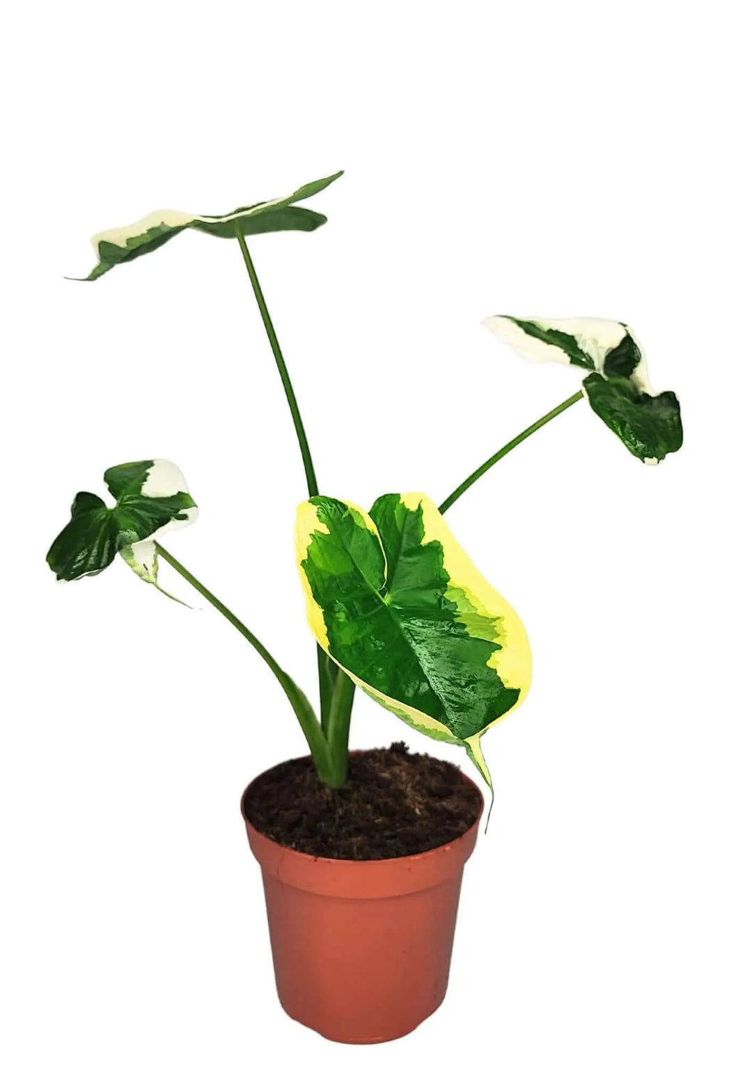 Alocasia Mickey Mouse in vaso vivaio semplice da 14 cm, pianta da interno con foglie a macchie bianche, verdi e gialle, perfetta per collezionisti.