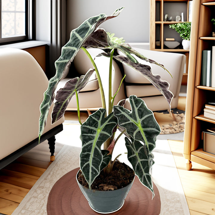 Alocasia Polly vaso in ciotola