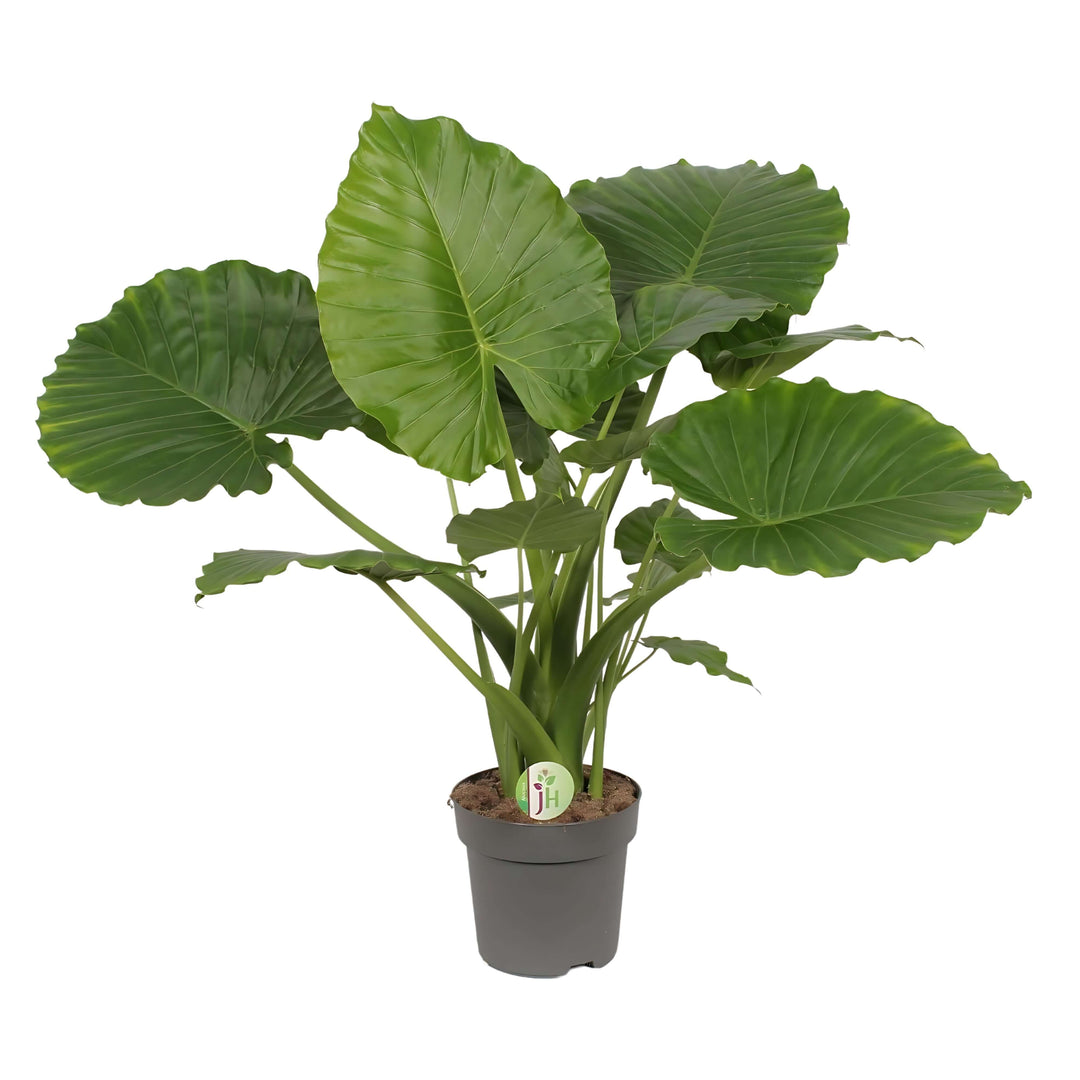 Alocasia gageana California altezza pianta 85 cm diametro vaso 21 cm - i Giardini di Giulia