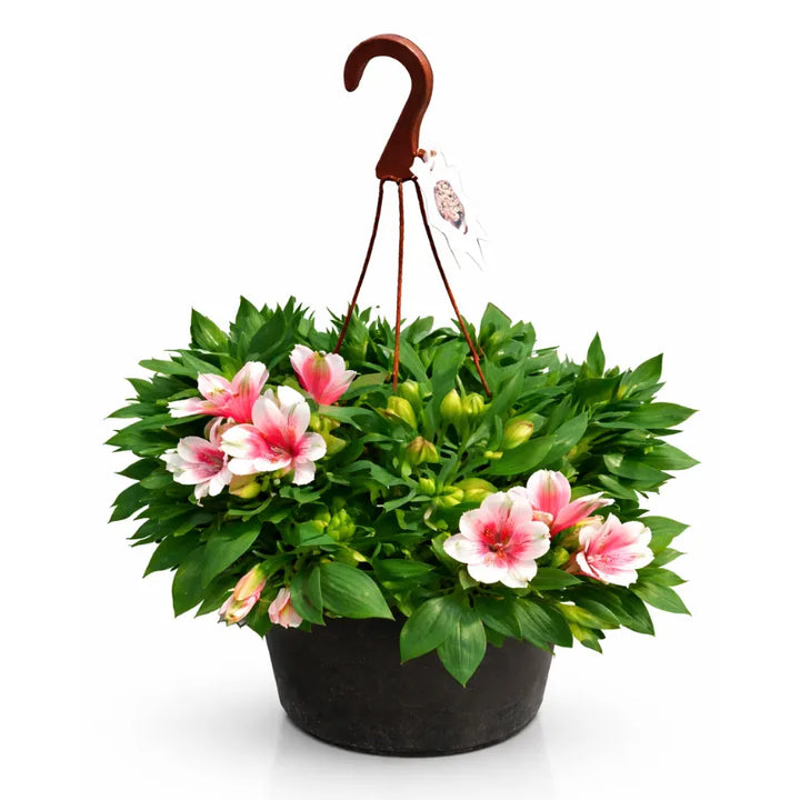 Alstroemeria in vaso basket D.19 - pianta fiorita con fiori rosa e bianchi
