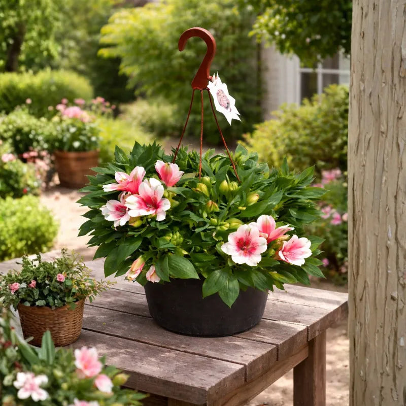 Alstroemeria in vaso basket D.19 - dettaglio dei fiori colorati
