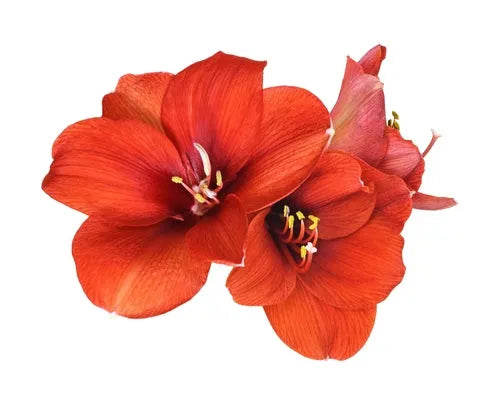 Bulbo cerato di Amaryllis rosso
