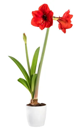 Bulbo cerato di Amaryllis rosso
