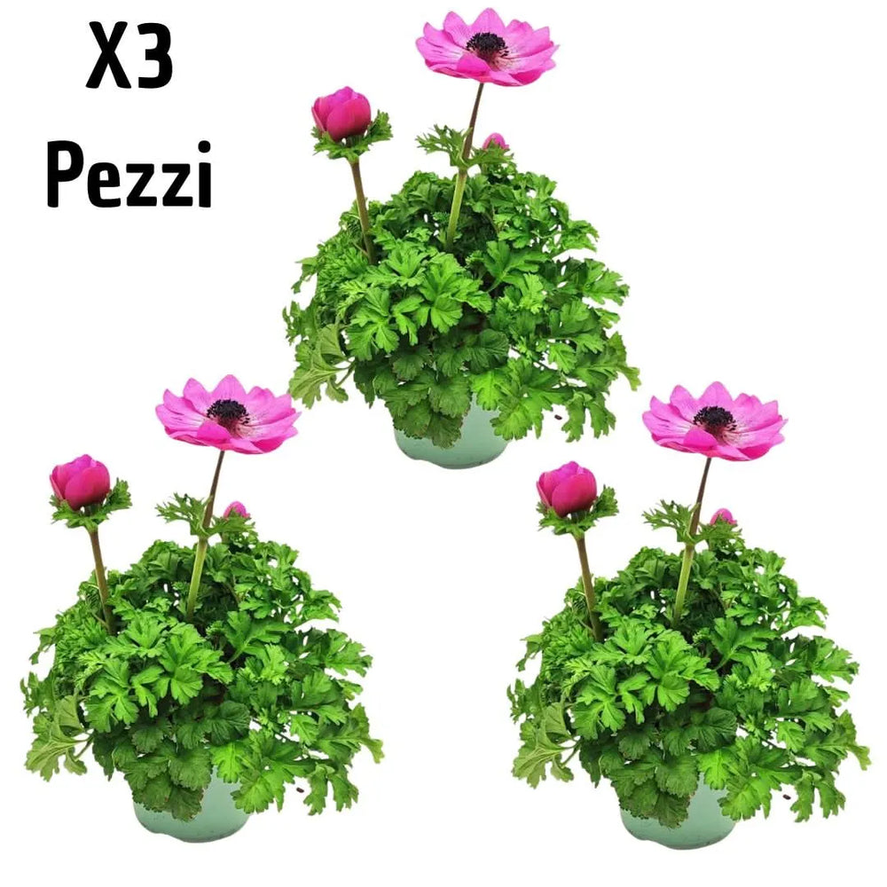 Set 3 piante di Anemone Coronaria con fogliame compatto