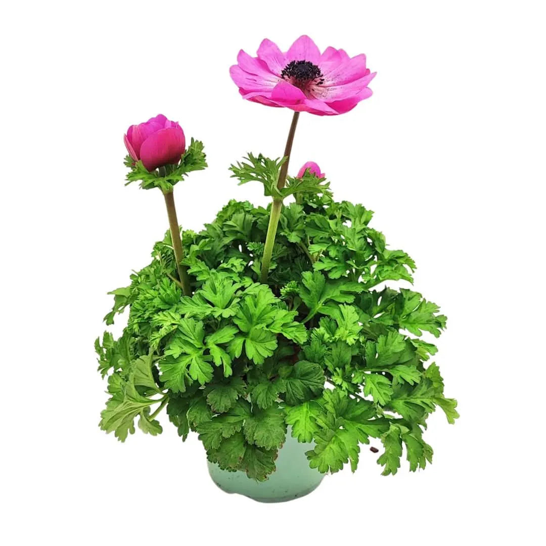 Pianta di Anemone Coronaria in vaso Ø14 cm, con fiori rosa