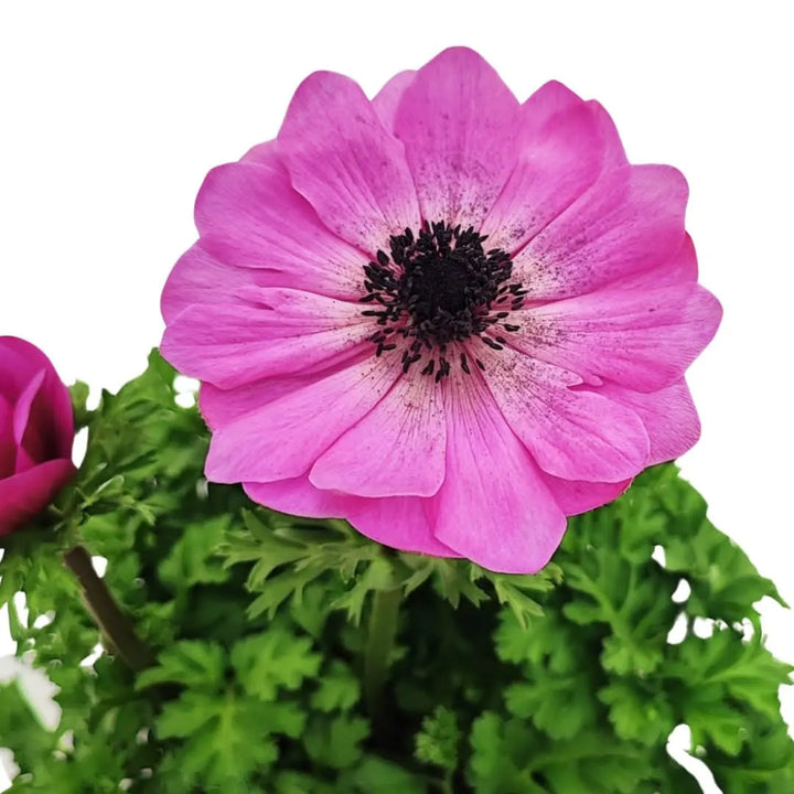 Dettaglio fiore rosa di Anemone Coronaria in fioritura