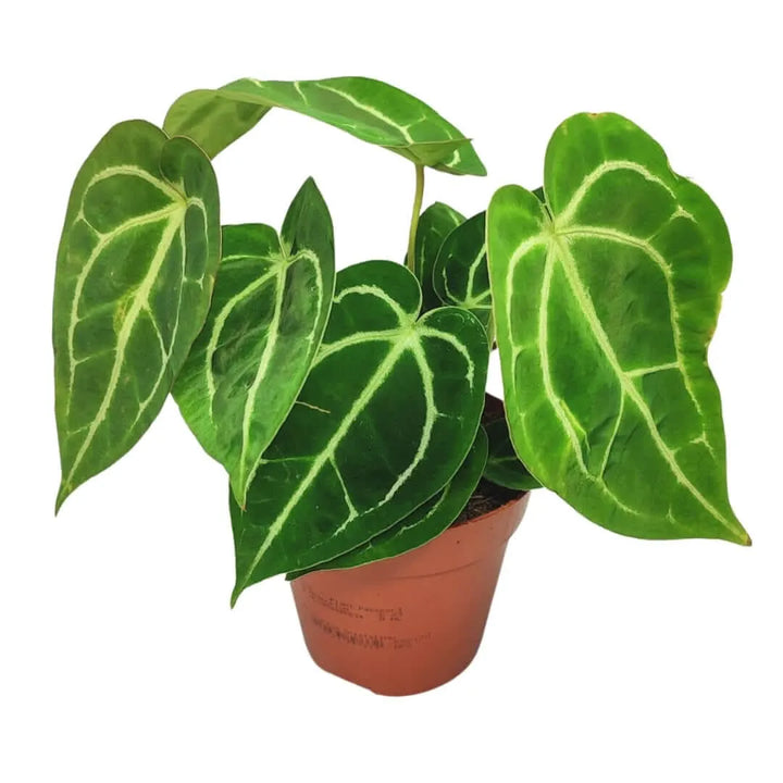 Anthurium Crystallinum altezza pianta 25 cm diametro vaso 12 cm - i Giardini di Giulia