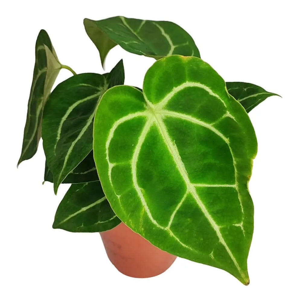 Anthurium Crystallinum altezza pianta 25 cm diametro vaso 12 cm - i Giardini di Giulia