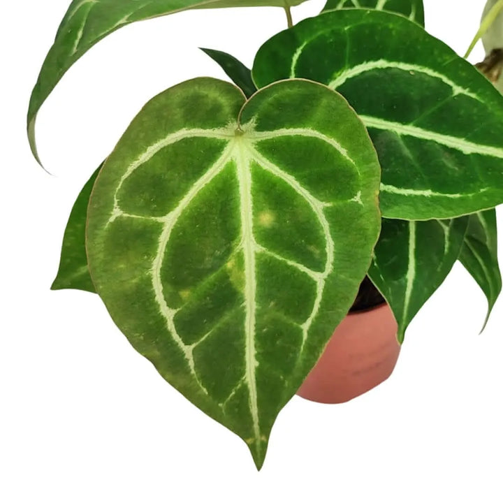 Anthurium Crystallinum altezza pianta 25 cm diametro vaso 12 cm - i Giardini di Giulia