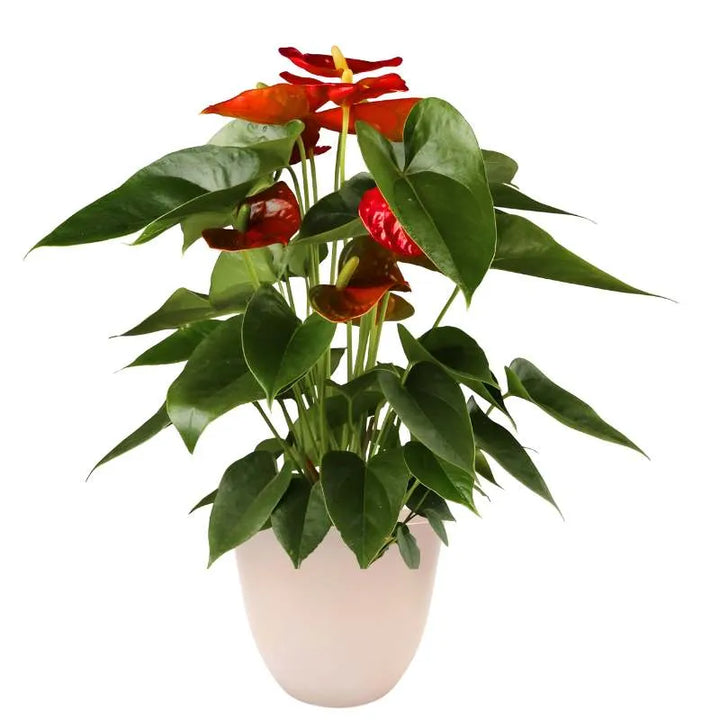 Piantsaa con fiori rossi e foglie verde intenso messa in un vaso colore avorio 